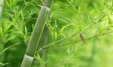 Lá tre làm thuốc