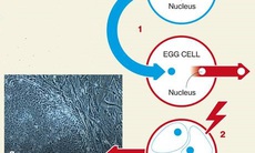 Hy vọng mới từ đột phá trong nhân bản người