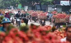 Hình ảnh vải Lục Ngạn như chợ hoa đào xôn xao cộng đồng mạng