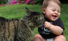 Video hài: Mèo yêu bé sơ sinh