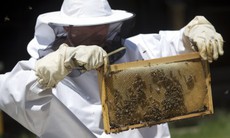 Huấn luyện ong mật dò tìm bom mìn ở Croatia