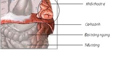 Thoát vị hoành bẩm sinh - Tỉ lệ sống thấp, vì sao?