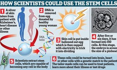 Nhân bản tế bào gốc phôi thai: giấc mơ trường sinh bất lão?