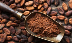 Flavanols có trong cacao giúp cải thiện trí nhớ