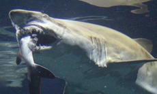 Sinh vật bí ẩn ăn thịt con cá mập trắng khổng lồ