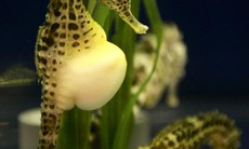 Thuốc quý từ hải sản