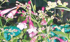 Chữa cảm mạo phong nhiệt với chàm lá to