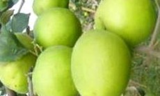 Vị thuốc đại táo trong đông y