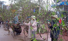 Đào rẻ nhưng sức mua... “không khỏe”
