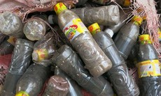 Dòi bò lúc nhúc trong cơ sở sản xuất mắm tôm