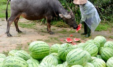 Nông dân Quảng Ngãi đổ dưa hấu cho trâu, bò ăn