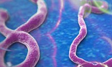 Bộ Y tế bác tin virus Ebola lan sang châu Á