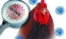 Cúm A/H7N9: Những điều cần biết