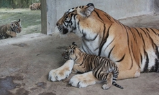 Tiết lộ về vườn thú ‘khủng’ của đại gia Lê Thanh Thản