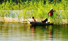 Phận đời trong mùa bông điên điển