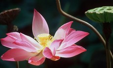 Nghĩ về hệ thống tổ chức văn chương
