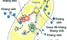 Bạn có biết: 7 loại vi khuẩn kháng kháng sinh