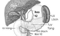 Cắt lá lách có ảnh hưởng sức khỏe?