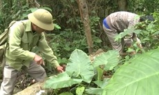 Nấm Lim Xanh hỗ trợ chữa bệnh hiểm nghèo