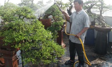 Những nông dân đô thị kiếm bạc tỷ trên... sân thượng