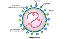 Tâm sự của con virus sởi