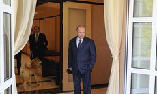 Putin đưa thú cưng đón Thủ tướng Nhật