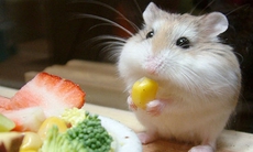 Vui cười: Con chuột chũi ham ăn