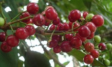 Tác dụng chữa bệnh của cây Sắn thuyền