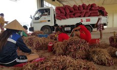 Đã “giải cứu” 1.000 tấn hành tím