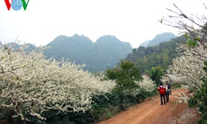 Nao lòng mận trắng bản làng Sơn La