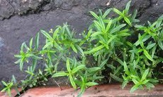 Nga bất thực thảo thông mũi, giảm đau đầu