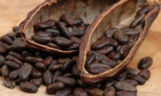 Cacao giúp cải thiện chứng suy giảm trí nhớ