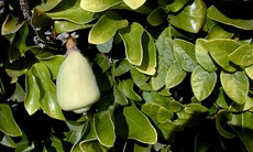 Cây trâu cổ chữa đau xương, lợi sữa