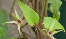 Dây đẹt ác chữa ho