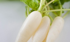 Củ cải trắng trị bệnh đường hô hấp