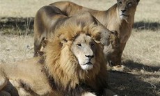 Sư tử cắn chết du khách trong công viên hoang dã