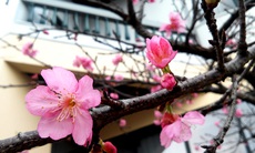 Ngắm hoa anh đào Nhật Bản 'xịn' giữa Hà Nội