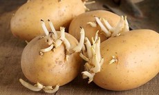 Những loại thực phẩm đừng vì tiếc mà cố ăn