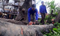 Nơi 'chê' tiền tỷ, giữ bằng được hàng cây ven đường