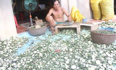 Bí ẩn việc thương lái mua cam, cau non bán sang Trung Quốc