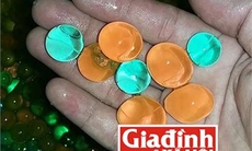 Cảnh giác loại hạt nở cực độc khiến hàng chục học sinh nhập viện