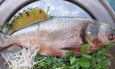 Món ăn từ cá mè hỗ trợ hệ thần kinh