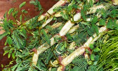 Mệt mỏi, đau bụng tiêu chảy: Cẩn thận sán lá ruột