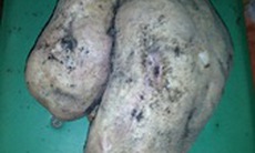 Đào được củ khoai lang hình thù lạ, nặng 6 kg