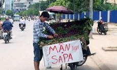 Sành ăn Hà Nội: Xơi nhãn lồng nhái, mận tím đểu