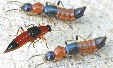 Độc tố trong kiến ba khoang
