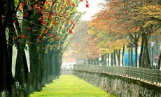 Những hàng cây tuyệt đẹp sắp bị đốn hạ ở Hà Nội