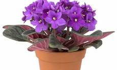 Hướng dẫn trồng cây trong chậu tại nhà