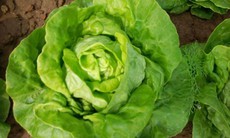 Tác dụng không phải ai cũng biết của rau xà lách