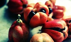 Những thực phẩm ngon có thể gây chết người